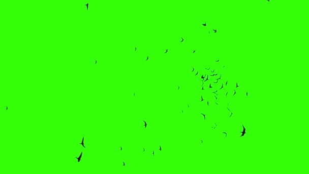 Масовий Рух Міграції Натовп Поведінки Птахів Моделювання Флікінгових Чоботів Формування — стокове відео