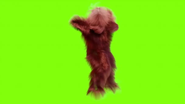 Peludo Monster Dancing Clip Aislado Animación Bucle Baile Casa Piel — Vídeo de stock