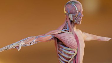 İnsan anatomisini, kaslarını, organlarını, kemiklerini üç boyutlu olarak gösteriyor. Yaratıcı renk paletleri ve tasarımcı ayrıntıları, yapılandırılmamış gösterim parçaları, 3d oluşturma