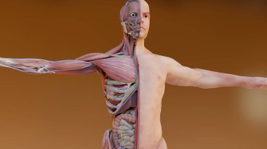 İnsan anatomisini, kaslarını, organlarını, kemiklerini üç boyutlu olarak gösteriyor. Yaratıcı renk paletleri ve tasarımcı ayrıntıları, yapılandırılmamış gösterim parçaları, 3d oluşturma