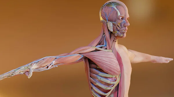 Illustration Människans Anatomi Muskler Organ Ben Kreativa Färgpaletter Och Designer — Stockfoto