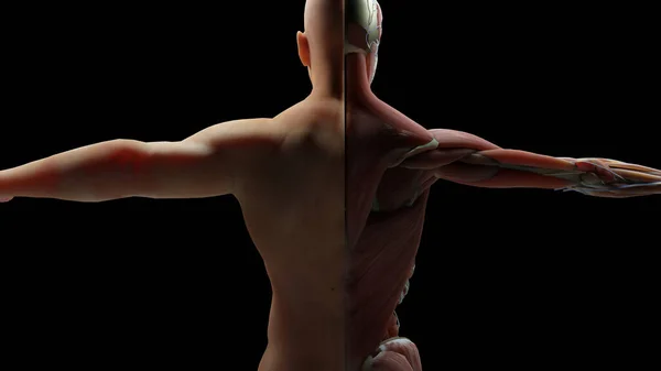 Ilustración Anatomía Humana Músculos Órganos Huesos Paletas Colores Creativas Detalles —  Fotos de Stock