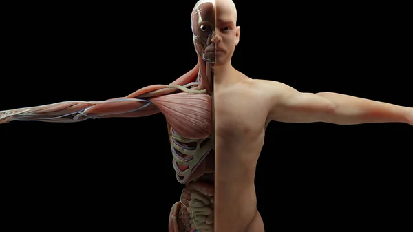 Ilustrace Lidské Anatomie Svalů Orgánů Kostí Tvůrčí Barevné Palety Detaily — Stock fotografie
