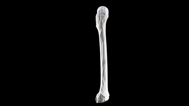 右の人間の大腿骨の骨 後のビュー 骨の解剖学的構造 黒の背景 3Dレンダリング — ストック動画