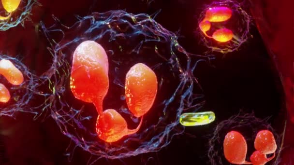 Phagocytosis Neutrophe Uses Its Plasma Membrane Engulf Bacteria Endocytosis Exocytosis — Stock Video