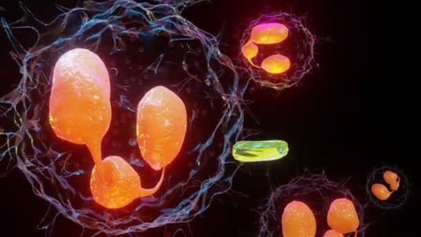 Fagositoz Bakterileri Yutmak Için Plazma Zarını Kullanan Nötrophe Endoksitozdan Ekzisitoz — Stok video