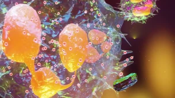 Fagocitózis Neutrophe Amely Plazmembránját Használja Baktériumok Elnyelésére Endocytosistól Exocytosisig Oktatási — Stock videók