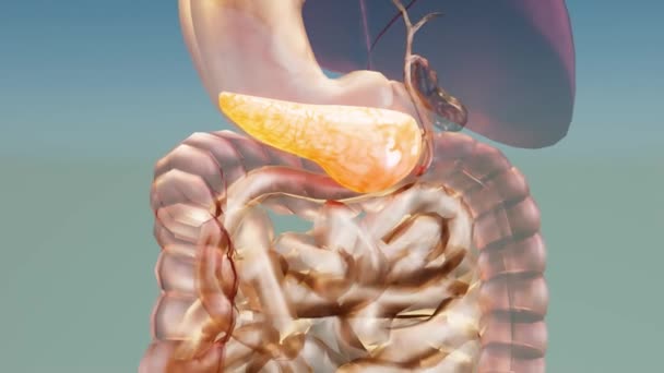Анатомия Поджелудочной Железы Человека Регулятор — стоковое видео