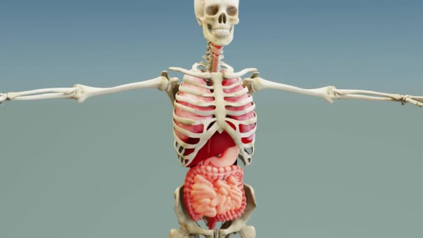 Organi Interni Del Corpo Umano Stomaco Polmoni Reni Cuore Cervello — Video Stock