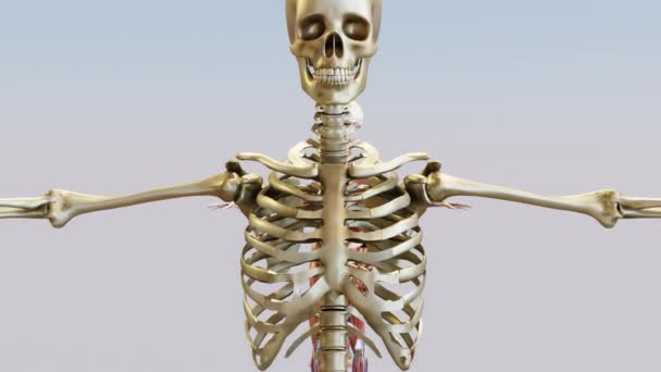 Scheletro Umano Analisi Ossea Articolazione Schermo Medico Anatomia Umana Anatomia — Video Stock
