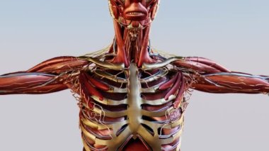İnsan anatomisi, kaslar, organlar, kemikler. Yaratıcı renk paletleri ve tasarımcı detayları. 3d hazırlayıcı