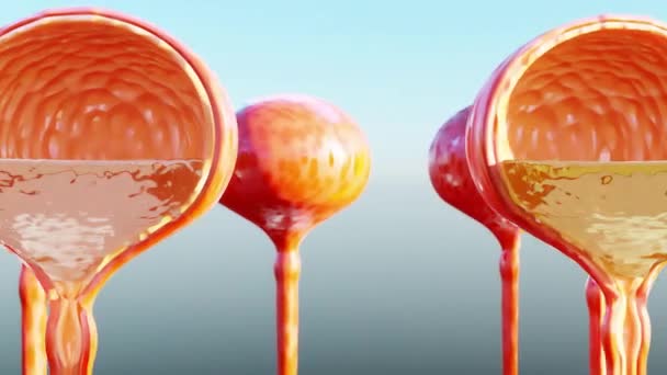 Urin Färg Ljusgul Till Röd Urin Färg Detaljerad Urinblåsa Anatomi — Stockvideo