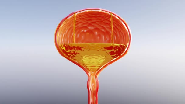 尿液颜色 浅黄至红色尿液颜色 详细尿液解剖和尿液内部 3D渲染 — 图库视频影像