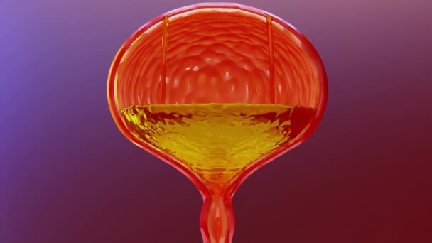 泌尿系统 膀胱有尿液 3D渲染 — 图库视频影像