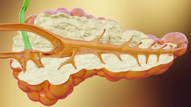 Nsan Pankreası Anatomisi Gıdanın Sindirilmesine Yardımcı Olan Enzimler Üretiyor — Stok video