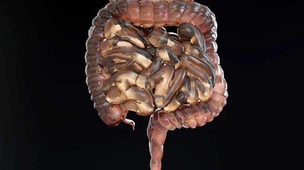 Human Stomach Anatomy Digestion, concept of the intestine, From the mouth to the intestines, laxative, traitement of constipation, esophagus, swallowing and the digestion of food, 3D reander
