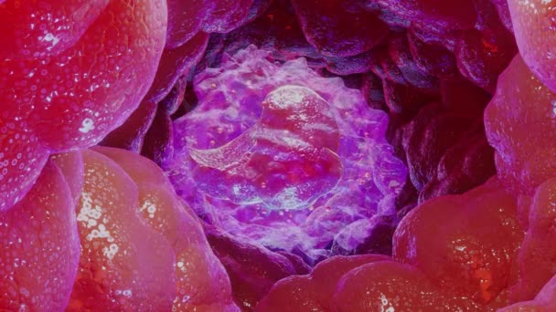 Tüm Beyaz Kan Hücreleri Görüntüleme — Stok video