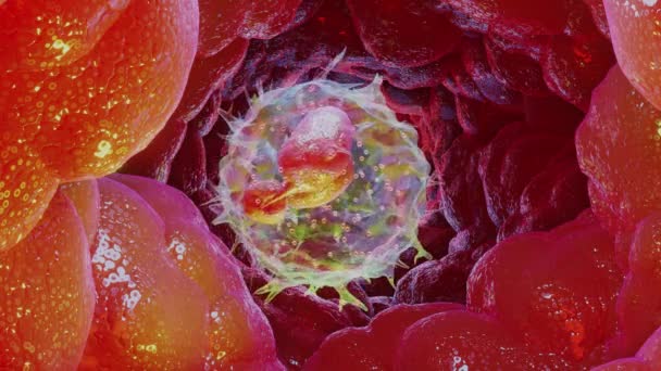 Neutrófilos Animados Tipo Célula Leucocitária Glóbulos Brancos Render — Vídeo de Stock