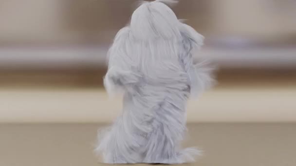 小妖精跳舞夹子被隔离了毛茸茸的毛茸茸的 毛茸茸的 满头的 雪人的 3D渲染 偷偷溜出去 — 图库视频影像