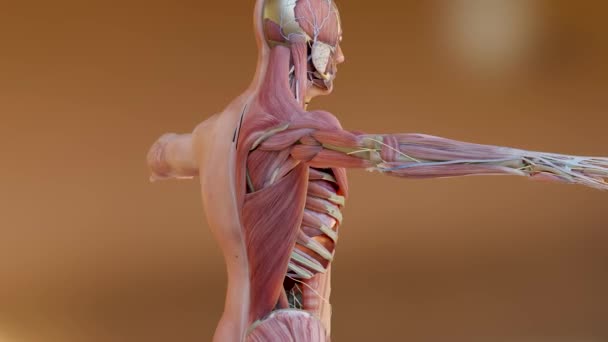 Human Anatomy Muscles Organs Bones Creative Color Palettes Designer Details — Video Stock