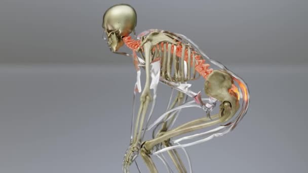 Spinal Cord Vertebral Column Cervical Vertebrae Human Skeleton System Anatomy — Stock video