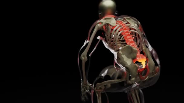 Spinal Cord Vertebral Column Cervical Vertebrae Human Skeleton System Anatomy — Video Stock