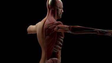 Human anatomy, muscles, organs, bones. Creative color palettes and designer details, unstructured showing parts, loop animation, 3d render
