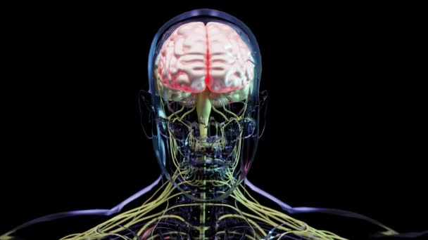 ヒトの脳神経系の解剖学的構造は セクションは 色の斑点によって分離されます 副交感神経および交感神経を有する医学図 医学的に正確な中央器官ループアニメーション3Dレンダリング — ストック動画