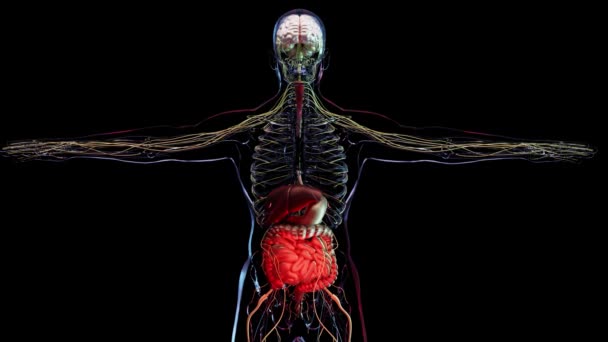 Irritable Bowel Syndrome Ibs Gastritis Peptic Ulcer Pancreatitis Біль Шлунку — стокове відео
