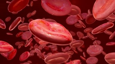 Damarlarda kırmızı kan hücreleri, eritrosit, arterin içinde akış, anatomi medikal, üç boyutlu