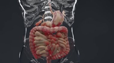 man suffering from crohns disease, male anatomy, inflamed large intestine, Sigmoid Colon, human digestive system parts, 3d render