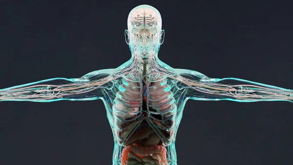Απεικόνιση Της Ανθρώπινης Ανατομίας Μύες Όργανα Οστά Δημιουργικές Παλέτες Χρωμάτων — Φωτογραφία Αρχείου