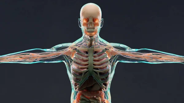 Ilustrație Anatomiei Umane Mușchilor Organelor Oaselor Palete Culori Creative Detalii — Fotografie, imagine de stoc
