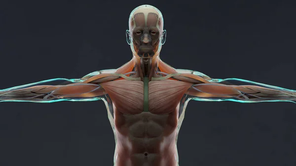 Illustration Der Menschlichen Anatomie Muskeln Organe Knochen Kreative Farbpaletten Und — Stockfoto