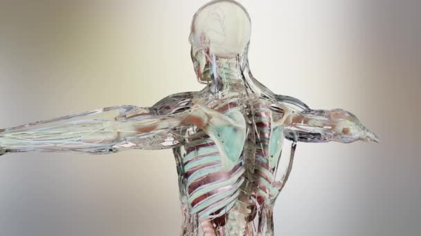 Anatomia Humana Músculos Órgãos Ossos Paletas Cores Criativas Detalhes Designer — Vídeo de Stock