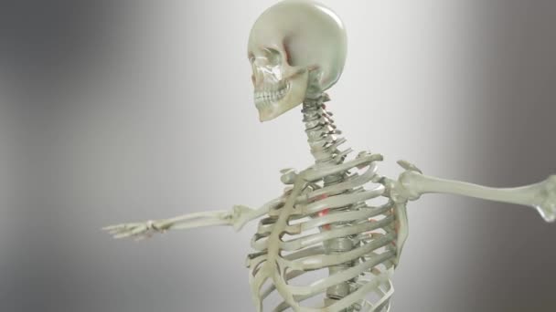 Människans Skelett Anatomi Skelettsystem Ben Människokroppen Loop Animation Glas Rotation — Stockvideo