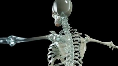 İnsan iskeleti anatomisi, iskelet sistemi, insan vücudu kemikleri, döngü animasyonu, cam, rotasyon, medikal 3D canlandırma.