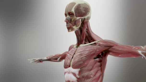 Emberi Anatómia Izmok Szervek Csontok Kreatív Színpaletták Dizájner Részletek Strukturálatlan — Stock videók