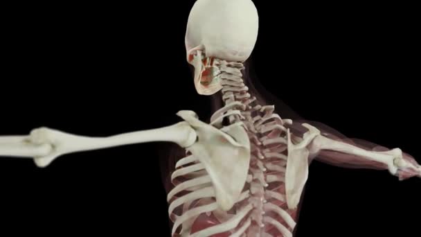Anatomia Umana Muscoli Organi Ossa Tavolozze Colori Creative Dettagli Del — Video Stock