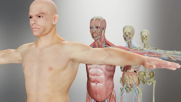 Menschliche Anatomie Muskeln Organe Knochen Kreative Farbpaletten Designerdetails Unstrukturierte Darstellungsteile — Stockvideo