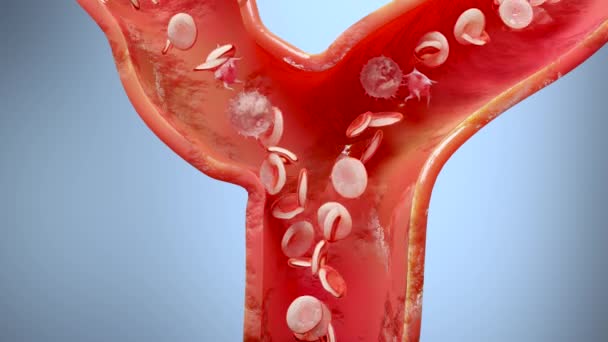 Glóbulos Vermelhos Fluem Dentro Uma Artéria Vistos Partir Artéria Transversal — Vídeo de Stock