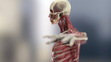 3d illustration of Human anatomy, muscles, organs, bones. Creative color palettes and designer details, unstructured showing parts, 3d render clipart