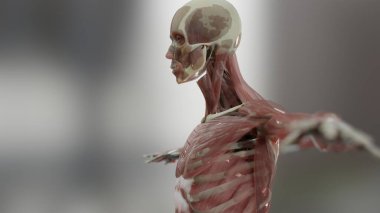 İnsan anatomisini, kaslarını, organlarını, kemiklerini üç boyutlu olarak gösteriyor. Yaratıcı renk paletleri ve tasarımcı ayrıntıları, yapılandırılmamış gösterim parçaları, 3d oluşturma
