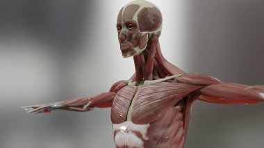 İnsan anatomisini, kaslarını, organlarını, kemiklerini üç boyutlu olarak gösteriyor. Yaratıcı renk paletleri ve tasarımcı ayrıntıları, yapılandırılmamış gösterim parçaları, 3d oluşturma