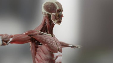 İnsan anatomisini, kaslarını, organlarını, kemiklerini üç boyutlu olarak gösteriyor. Yaratıcı renk paletleri ve tasarımcı ayrıntıları, yapılandırılmamış gösterim parçaları, 3d oluşturma