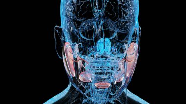 İnsan tükürük bezleri anatomisi, insan sindirim ağzı, dilaltı, alt çene altı ve parotid bezi, çene altı ve arkasındaki kanallardan tükürük üretimi,