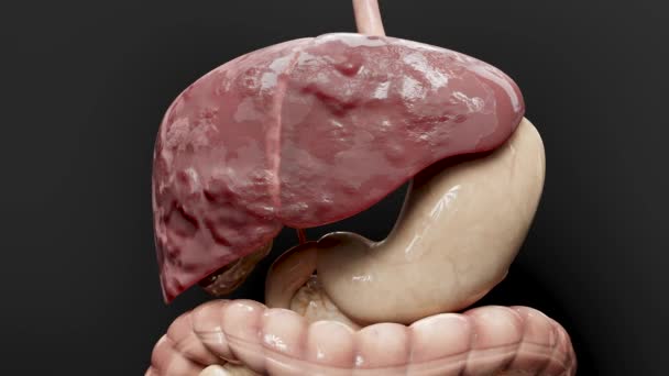 Órgano Digestivo Cáncer Hígado Tumor Maligno Cirrosis Hepática Insuficiencia Hepática — Vídeo de stock