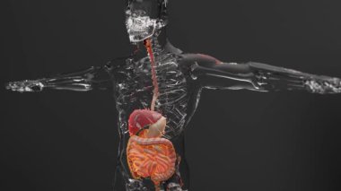 İnsan karaciğeri anatomisi, sindirim sistemi organları, bağırsak, mide, 3D görüntüleme.