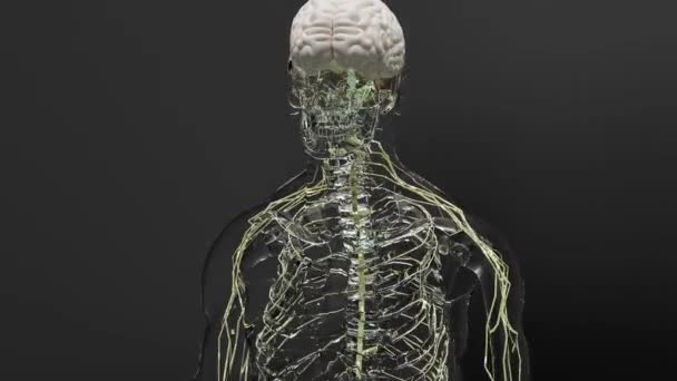 人間の脳神経系の解剖学的構造 副交感神経と医療図 医療的に正確で3Dレンダリング — ストック動画