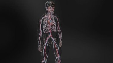 İnsan atardamar ve venöz dolaşım sistemi Vains ve atardamarlı kalbin tıbbi olarak doğru animasyonu, kan damarları, 3D canlandırma.